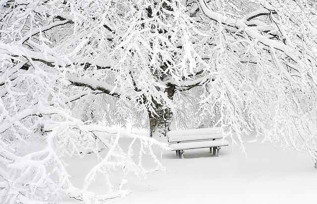 zasněžený strom a lavička